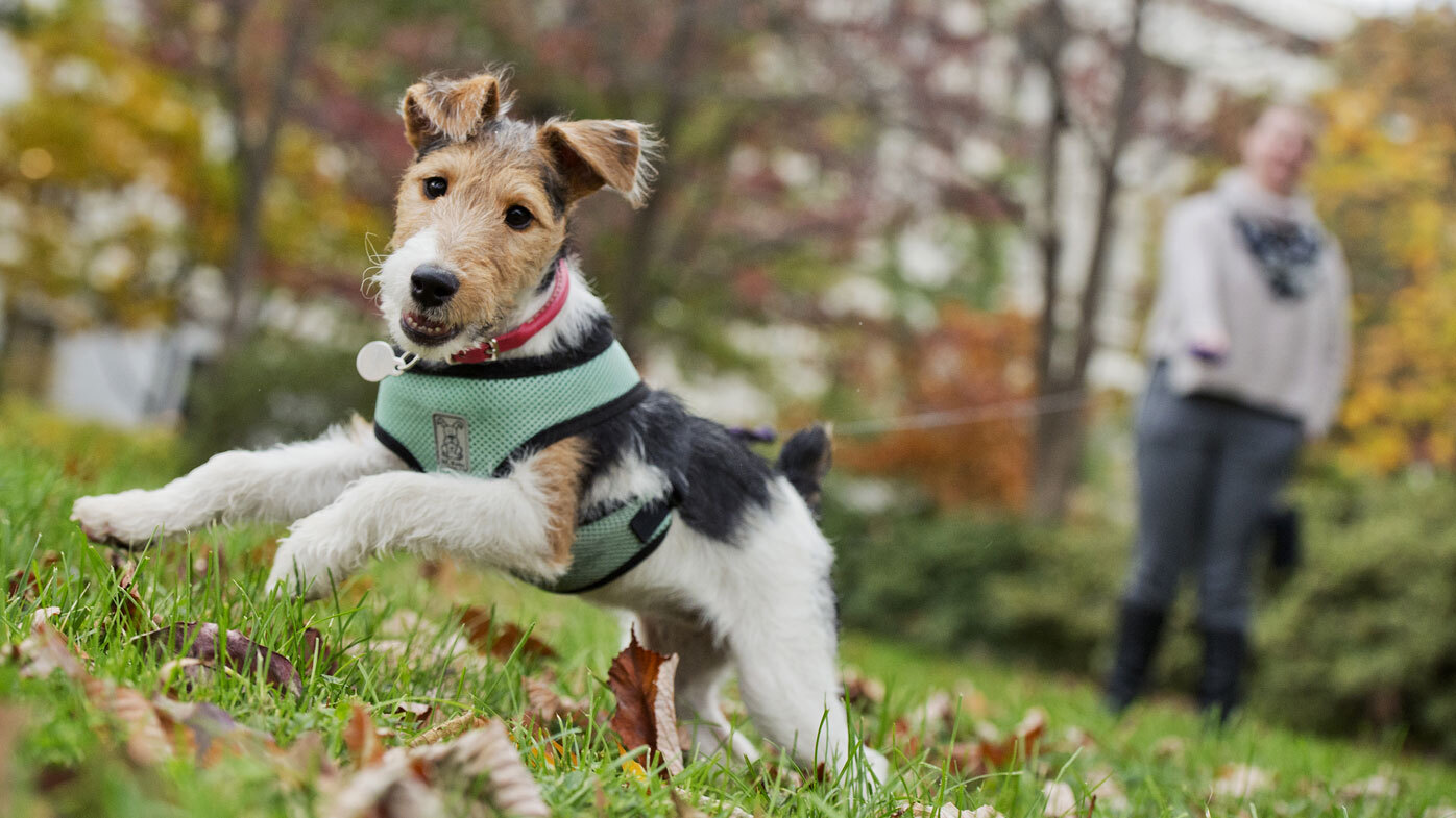 Dog trainer reveals the biggest mistake dog owners make